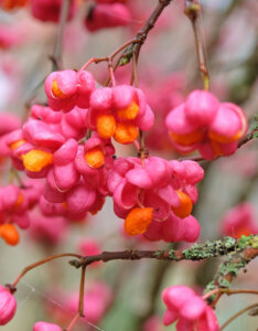Euonymus europaeus Red Cascade - Fusain d'Europe - fructification