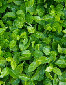 Euonymus fortunei Coloratus - Fusain de fortune - feuillage