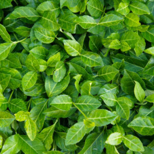 Euonymus fortunei Coloratus - Fusain de fortune - feuillage