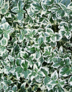 Euonymus fortunei Emerald Gaiety - Fusain de fortune - feuillage