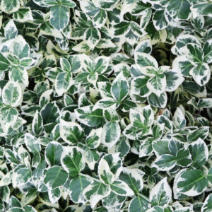Euonymus fortunei Emerald Gaiety - Fusain de fortune - feuillage
