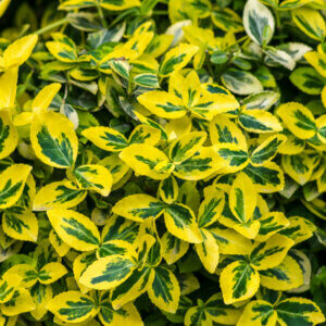 Euonymus fortunei Emerald 'N' Gold - Fusain de fortune - feuillage