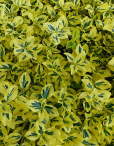 Euonymus fortunei Emerald 'N' Gold - Fusain de fortune - Feuillage