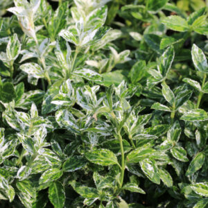 Euonymus fortunei Harlequin - Fusain de fortune - feuillage