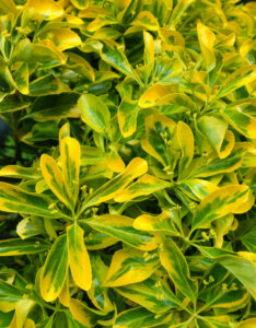 Euonymus japonicus Aureomarginatus - Fusain du Japon - feuillage