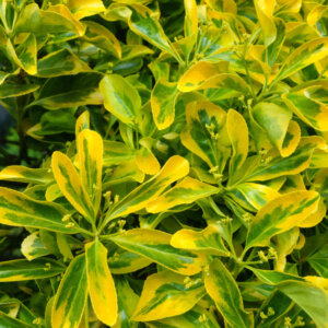 Euonymus japonicus Aureomarginatus - Fusain du Japon - feuillage