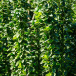 Euonymus japonicus Benkomasaki - Erecta - Fusain du Japon fastigié - feuillage