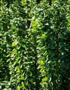 Euonymus japonicus Benkomasaki - Erecta - Fusain du Japon fastigié - feuillage