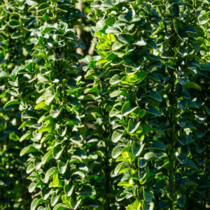 Euonymus japonicus Benkomasaki - Erecta - Fusain du Japon fastigié - feuillage