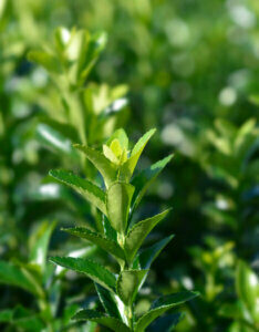 Euonymus japonicus Benkomasaki - Erecta - Fusain du Japon fastigié - feuillage
