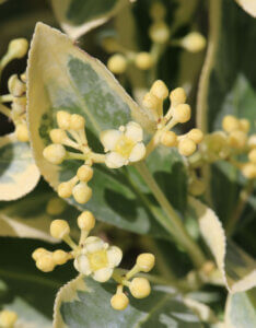 Euonymus japonicus Bravo - Fusain du Japon panaché - Fleur