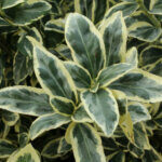Euonymus japonicus Bravo - Fusain du Japon panaché - feuillage