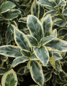 Euonymus japonicus Bravo - Fusain du Japon panaché - feuillage