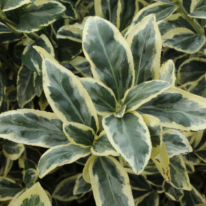 Euonymus japonicus Bravo - Fusain du Japon panaché - feuillage