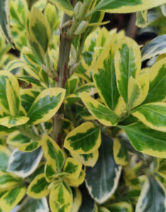 Euonymus japonicus Bravo - Fusain du Japon panaché - jeunes pousses