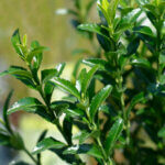 Euonymus japonicus Green Spire - Fusain du Japon - feuillage