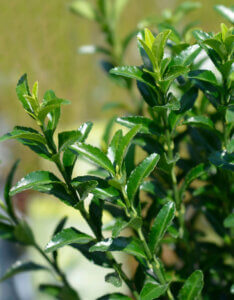 Euonymus japonicus Green Spire - Fusain du Japon - feuillage