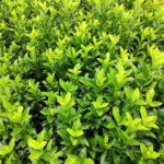 Euonymus japonicus Green Spire - Fusain du Japon - jeunes pousses