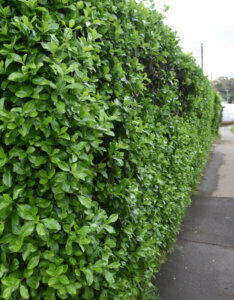 Euonymus japonicus Microphyllus - Fusain du Japon à petites feuilles - Vue d'ensemble