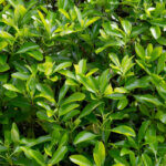 Euonymus japonicus Microphyllus - Fusain du Japon à petites feuilles - feuillage