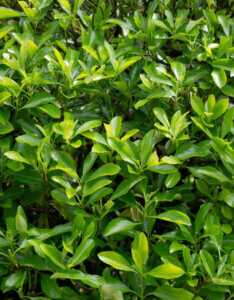 Euonymus japonicus Microphyllus - Fusain du Japon à petites feuilles - feuillage