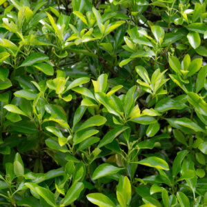 Euonymus japonicus Microphyllus - Fusain du Japon à petites feuilles - feuillage