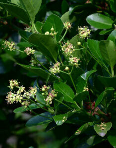 Euonymus japonicus Microphyllus - Fusain du Japon à petites feuilles - Fructification