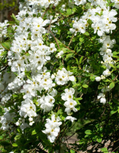 Exochorda macrantha The Bride - Arbuste pleureur à fleurs blanches - vue d'ensemble