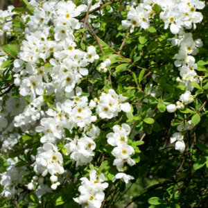 Exochorda macrantha The Bride - Arbuste pleureur à fleurs blanches - vue d'ensemble