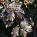 Fagus sylvatica Atropunicea - Hêtre pourpre - feuillage