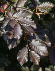 Fagus sylvatica Atropunicea - Hêtre pourpre - feuillage