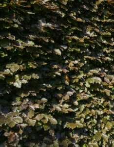 Fagus sylvatica Atropunicea - Hêtre pourpre - haie