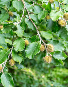 Fagus sylvatica - Hêtre commun - feuillage et fructification