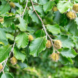 Fagus sylvatica - Hêtre commun - feuillage et fructification
