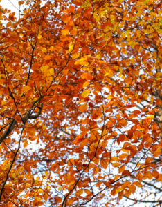 Fagus sylvatica - Hêtre commun - feuillage automnal