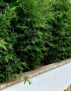 Fargesia rufa - Bambou non traçant - Haie de Fargesia