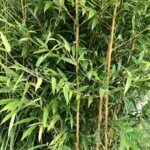 Fargesia rufa - Bambou non traçant - Feuillage