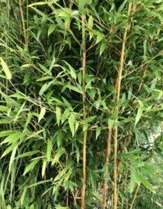 Fargesia rufa - Bambou non traçant - Feuillage