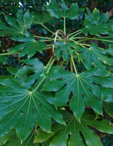 Fatsia japonica - Aralia du japon - Fatsi - feuillage