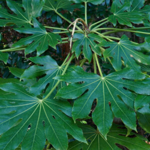Fatsia japonica - Aralia du japon - Fatsi - feuillage