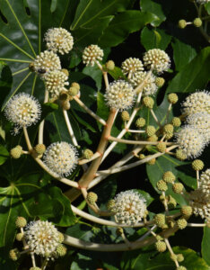 Fatsia japonica - Aralia du japon - Fatsi - inflorescences