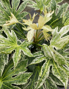 Fatsia japonica Spider's Web - Aralia du Japon moucheté de blanc - feuillage