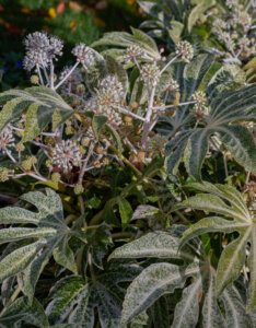 Fatsia japonica Spider's Web - Aralia du Japon moucheté de blanc - inflorescences