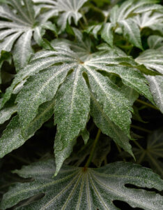 Fatsia japonica Spider's Web - Aralia du Japon moucheté de blanc - Feuillage