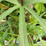 Fatsia polycarpa Green Fingers - Aralia de Taïwan - feuillage