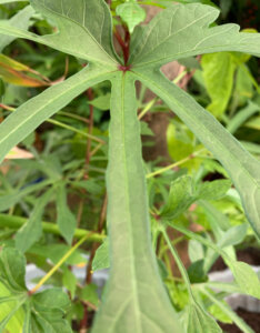 Fatsia polycarpa Green Fingers - Aralia de Taïwan - feuillage