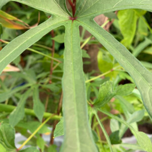 Fatsia polycarpa Green Fingers - Aralia de Taïwan - feuillage
