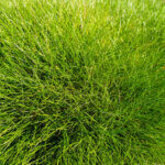 Festuca gautieri (scoparia) - Fétuque de Gautier - feuillage