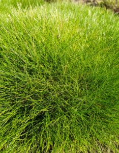 Festuca gautieri (scoparia) - Fétuque de Gautier - feuillage