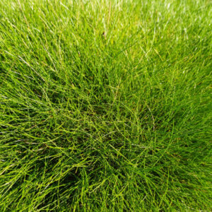 Festuca gautieri (scoparia) - Fétuque de Gautier - feuillage